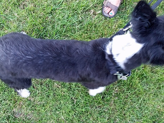 Lucy nach der Ernährungsumstellung