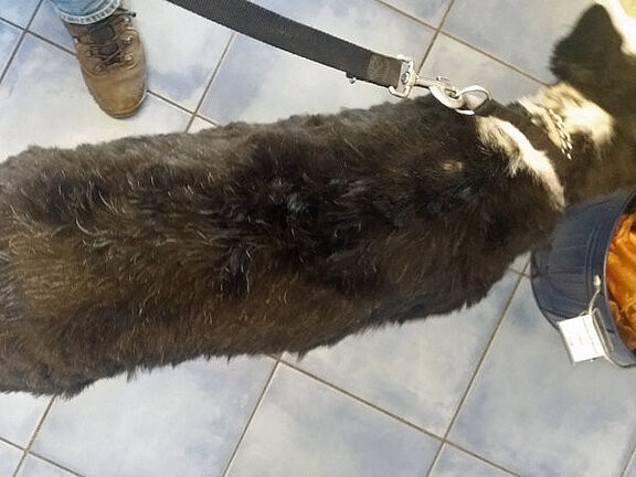 Lucy vor der Ernährungsumstellung